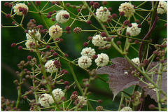 Acacia pennata